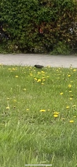 Sturnus vulgaris