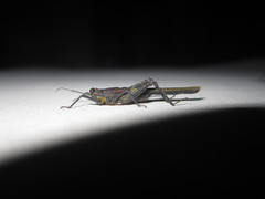 Scelimena guangxiensis