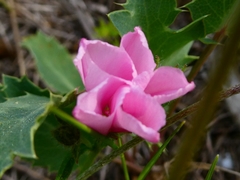 Convolvulus cantabrica