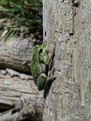 Hyla intermedia perrini
