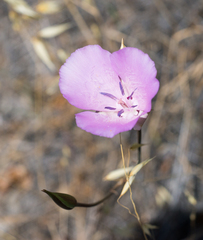 Calochortus splendens