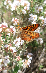 Euphydryas desfontainii