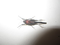 Scelimena guangxiensis