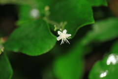 Symplocos paniculata