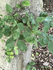 Carpinus betulus