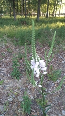 Physostegia angustifolia