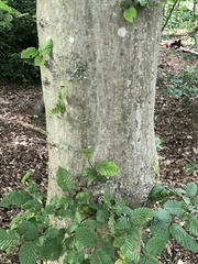 Carpinus betulus