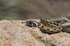 Thamnophis cyrtopsis cyrtopsis