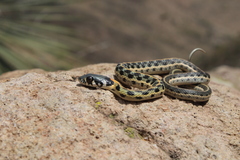 Thamnophis cyrtopsis cyrtopsis