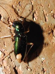 Tetracha carolina
