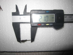 Scelimena guangxiensis