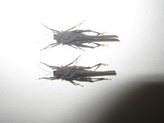 Scelimena guangxiensis