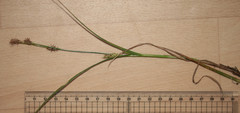 Carex hirta