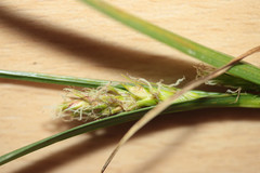 Carex hirta