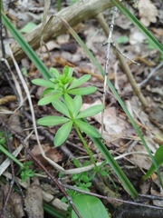 Galium intermedium