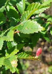 Tetraneura caerulescens