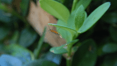 Monarthropalpus flavus