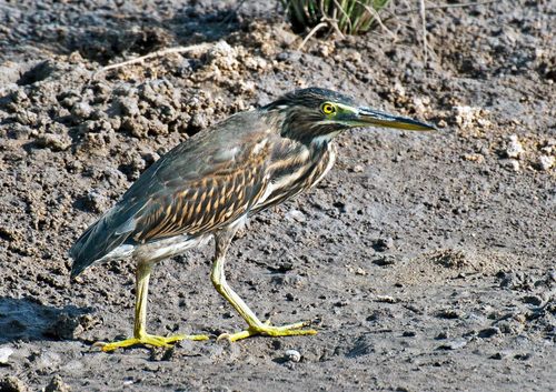 Little Heron