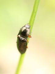 Selatosomus aeneus