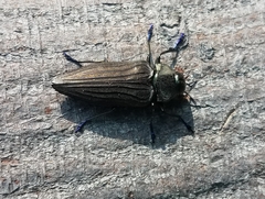 Actenodes chalybaeitarsis