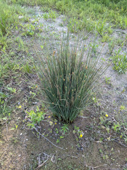 Juncus inflexus