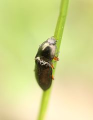 Selatosomus aeneus