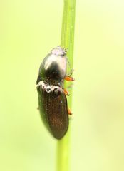 Selatosomus aeneus