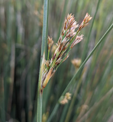 Juncus inflexus