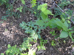 Angelica californica