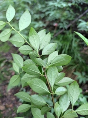 Ilex aculeolata