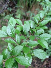 Ilex aculeolata