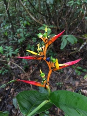 Heliconia schumanniana