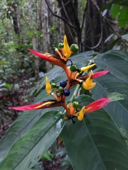 Heliconia schumanniana