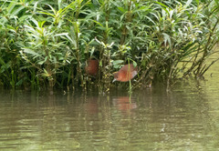 Laterallus albigularis