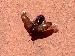 Byturus ochraceus