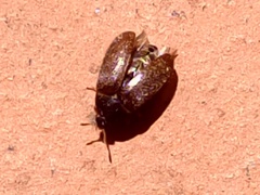 Byturus ochraceus