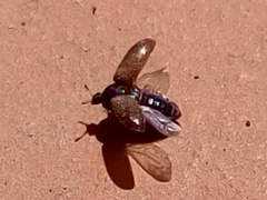 Byturus ochraceus