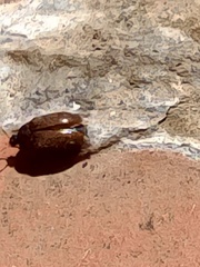 Byturus ochraceus