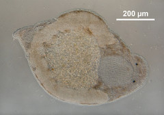 Microdalyellia