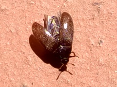 Byturus ochraceus