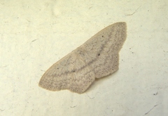 Scopula perlata