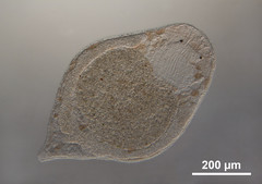 Microdalyellia