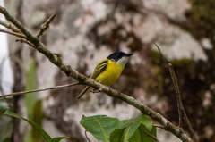 Todirostrum nigriceps