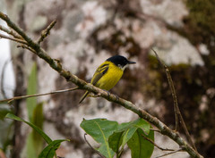 Todirostrum nigriceps