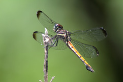 Cannaphila insularis