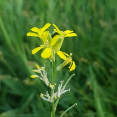 Erysimum crepidifolium