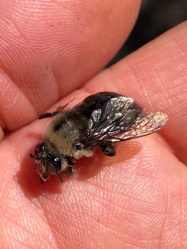 iNaturalist observation photo of Horse-fly Carpenter Bee
