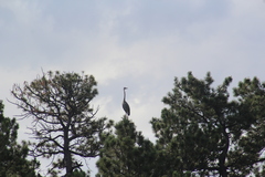 Ardea herodias