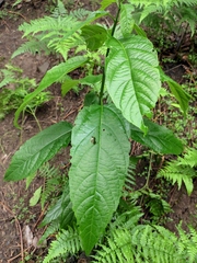 Clerodendrum cyrtophyllum