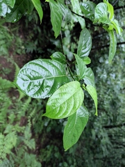 Clerodendrum cyrtophyllum